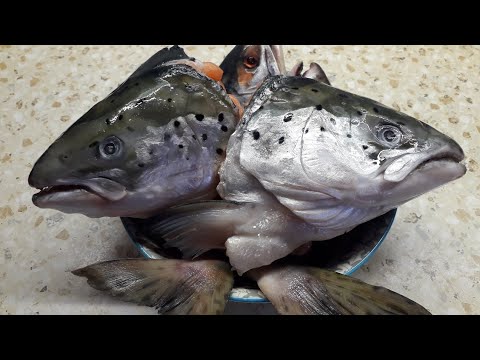 Видео: Обалденная уха из голов сёмги.