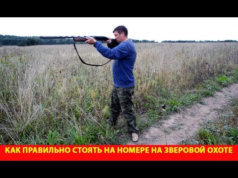 Видео: Как правильно стоять на номере на зверовой охоте