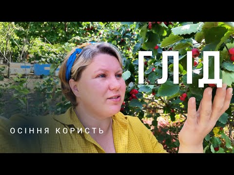 Видео: Глід - осіння ягода спокою. Чим корисний глід і як його використовувати?!