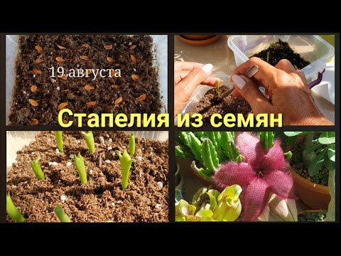 Видео: СТАПЕЛИЯ  Проращивание семян. Пикировка. Наблюдения двух месяцев