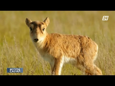 Видео: Ақбөкендер санының көптігімен ауыл шаруашылығына зиян келтіруде | Депутаттық сауал