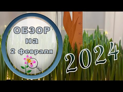 Видео: 🔎 Обзор выгонки тюльпана 2 февраля // 2024