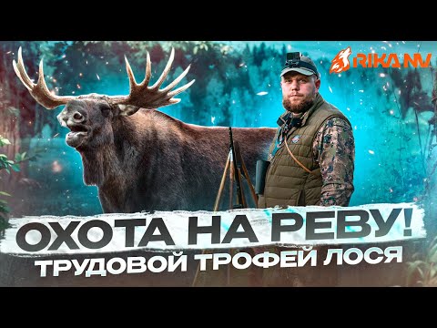 Видео: Охота на лося на реву! Трудовой трофей в Беларуси! Как добыть лося в сентябре?