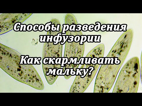Видео: Разведение инфузории и способы фильтрации на корм мальку