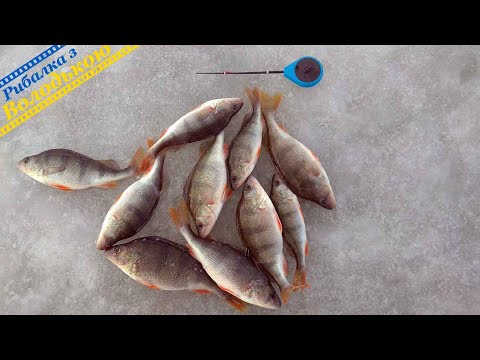 Видео: Ловля окуня на мормишку з мотилем! Зимова риболовля з льоду на окуня! Риболовля в січні на льоді