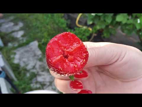 Видео: Дегустація на грядці 14.06 🍓 Перчинкью 🍓 Румба 🍓 Делі 🍓 Елоді 🍓 Аллегро🍓 Клодія #саджанці #полуниця