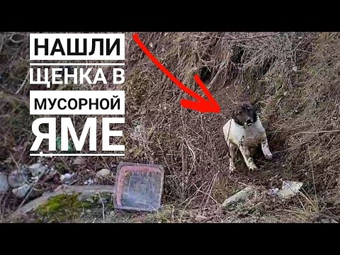 Видео: Нашли щенка в канаве, живет на мусорке у дороги.😱