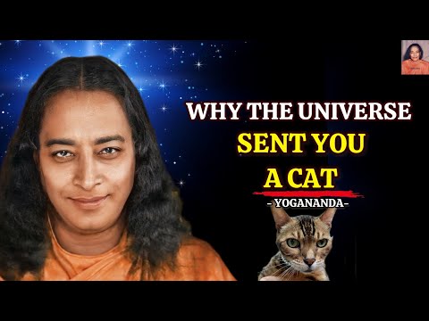 Видео: Почему Вселенная послала вам кошку — Духовная тайна Йогананды #духиживотных