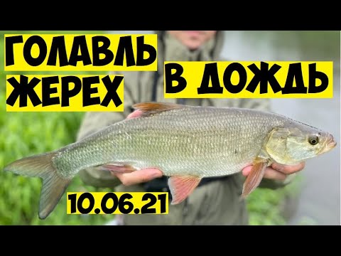 Видео: Воблеры на ЖЕРЕХА и ГОЛАВЛЯ летом! Как ловить голавля в июне на спиннинг! РЫБАЛКА летом на спиннинг!