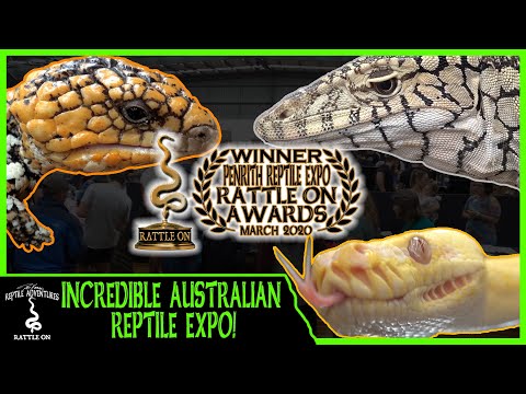 Видео: НЕВЕРОЯТНАЯ АВСТРАЛИЙСКАЯ ВЫСТАВКА РЕПТИЛИЙ! (Penrith Reptile Expo, март 2020 г.)