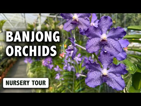 Видео: Экскурсия по питомнику орхидей Banjong | Впечатляющие цветки орхидеи Ванда и керамика ручной рабо...