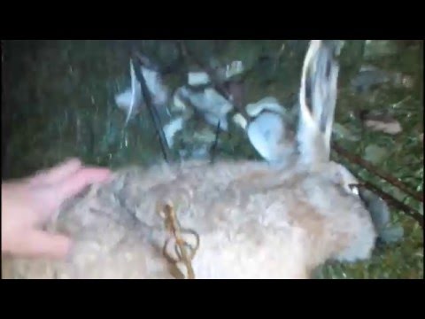 Видео: Охота на зайца  Как поймать зайца огородника на капкан КП 250