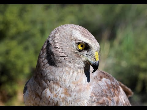 Видео: Соколиная охота: охота с лунями
