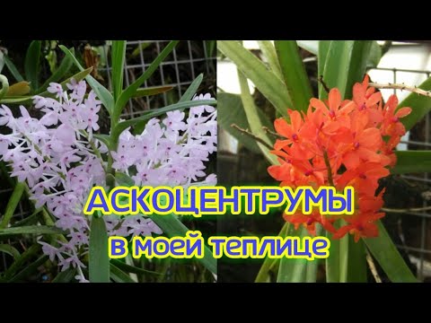 Видео: Орхидеи
Поговорим об АСКОЦЕНТРУМАХ