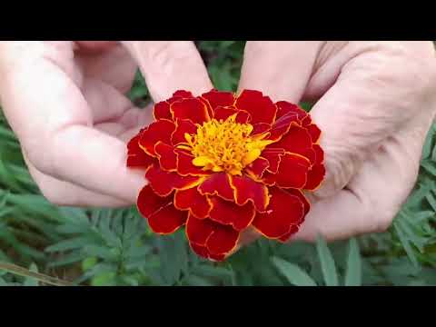 Видео: Лікарські рослини: чорнобривці (Tagetes)