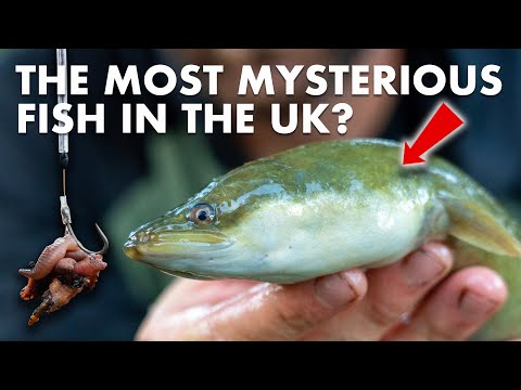 Видео: Ловля БОЛЬШИХ УГРЕЦОВ...