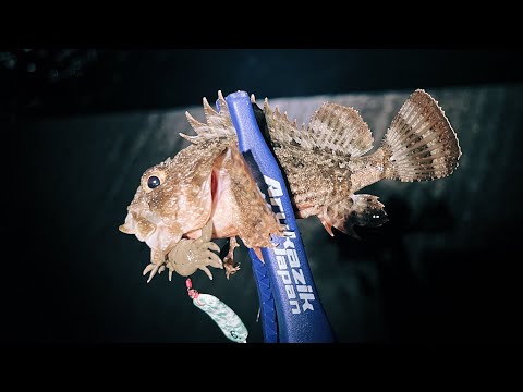 Видео: Ядовитая рыба! Рыбалка на скорпену в черном море 2024. Рыбалка на буллеры в море