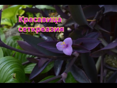Видео: Сеткреазия. Кашпо сеткреазии на улице и в доме!