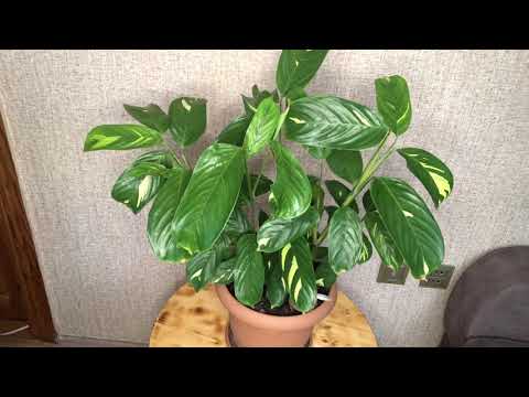 Видео: Ктенанта - особенности ухода 🌿