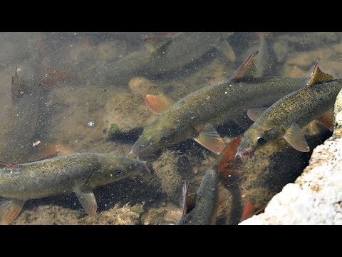 Видео: РИБОЛОВ на РЕКА с ПЛУВКА и УИП -хванах КАРАКУДИ, МРЕНИ, СКОБАРИ и МОРУНАЖИ-Pole Fishing On The River