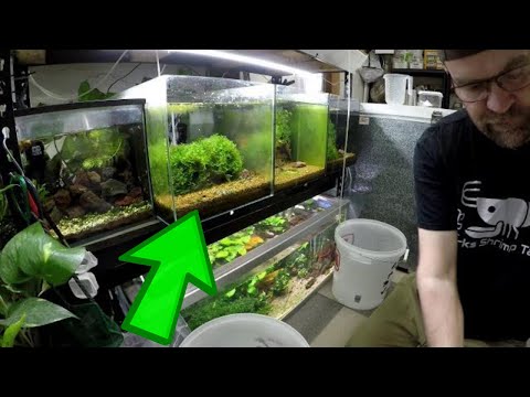 Видео: Как селективно разводить креветок по цвету, генетике и чистоте линий | Полная выбраковка и акклим...