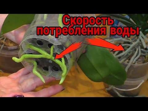 Видео: С какой скоростью пьёт орхидея 🤔 Новый эксперимент на четырёх образцах 🧫