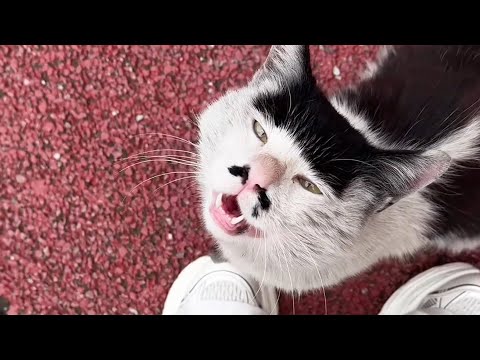 Видео: Этот странно выглядящий бродячий кот подошел к моим ногам и попросил еды