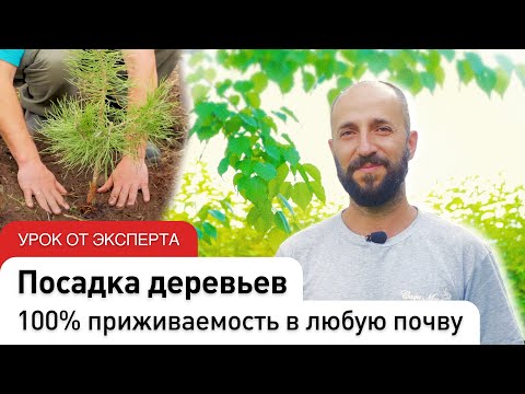 Видео: Как правильно сажать деревья. ОКС, ЗКС, КОМ. #СадыМечты #ДенисСафронов #СадовыйЭксперт