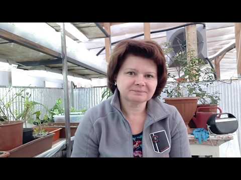Видео: 2 часть. Питание растений.   Вершки или корешки? Голодание.