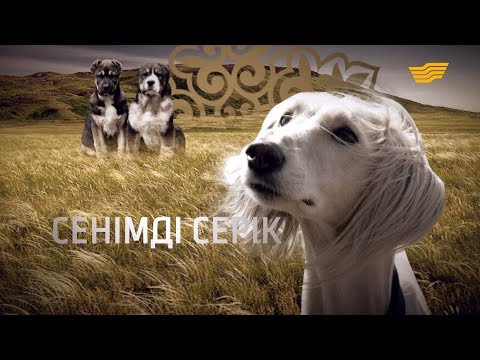 Видео: «Арнайы хабар». Тазы мен төбет – сенімді серік