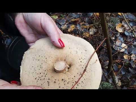 Видео: 28 октября , грибное изобилие.