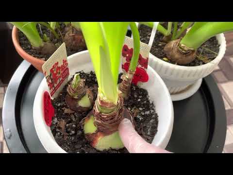 Видео: Чем подкормить Гиппеаструмы (Амариллисы)весной. Из личных наблюдений