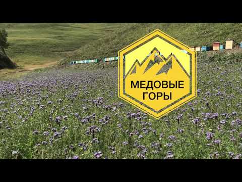 Видео: Кашковский Владимир Георгиевич. Ответы на вопросы пчеловодов на канале "Медовые горы".