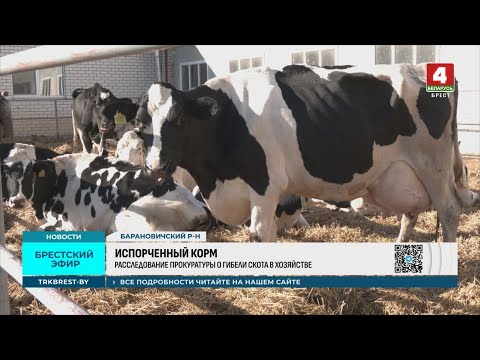 Видео: ИСПОРЧЕННЫЙ КОРМ