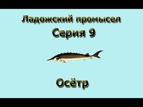 Видео: Русская Рыбалка 3.99 (Russian Fishing) Ладожский промысел 9 - Осетр