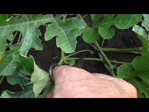 Видео: Как я формирую арбузы в открытом грунте