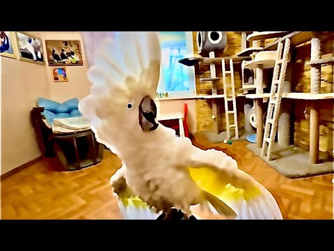 Видео: Самое КЛАССНОЕ ВИДЕО! Попугай Кеша так СМЕЕТСЯ и БОЛТАЕТ, что мы с Владом просто ухахатываемся ))))