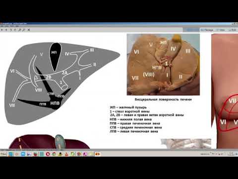 Видео: УЗИ брюшной полости. Практическое занятие