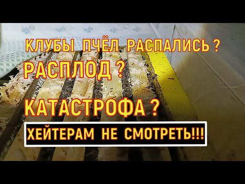 Видео: Клубы пчёл распались! Катастрофа! Причины и последствия.