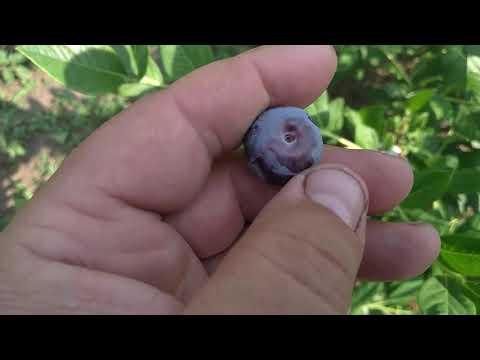 Видео: Мой любимый сорт голубики?..