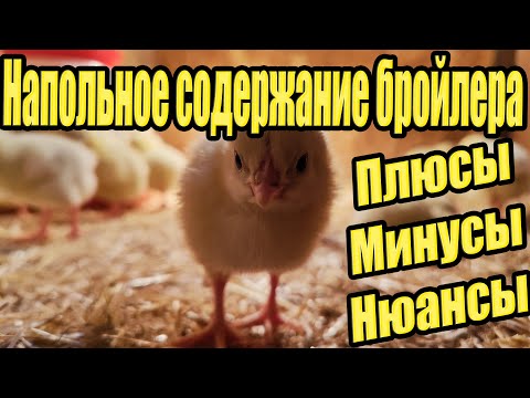 Видео: Напольное содержание бройлера. Плюсы, минусы, нюансы.