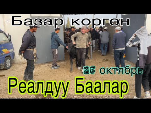 Видео: 26 октябрь 2025 Реалдуу Баалар Базар коргон  , Мал базары 