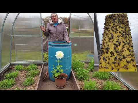 Видео: Это реально.Теплица Без белокрылки, без мха и основных болезней томатов.