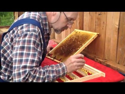 Видео: Маткарство - 3  ( прививка личинок )