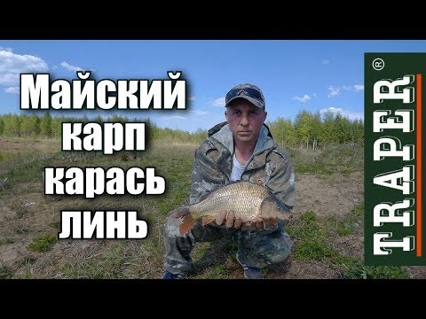 Видео: Удачная рыбалка. Майский карп, карась, линь.