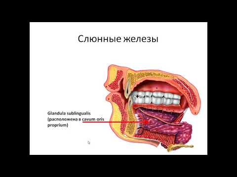 Видео: Пищеварительная система. Занятие №1.