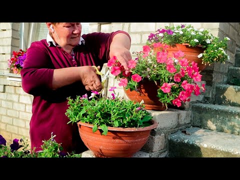 Видео: 🌺Петунии с нуля! Зачем обрезать летом?
