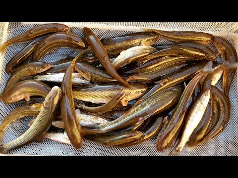 Видео: Как поймать собственную наживку (краснохвостого окуня, речного голавля, речного солнечника)