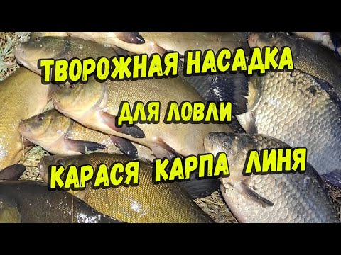 Видео: Творожная насадка для ловли карася карпа линя