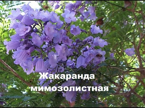 Видео: Жакаранда мимозолистная. Цветение- просто чудо, но стоит ли его ждать в домашних условиях ?